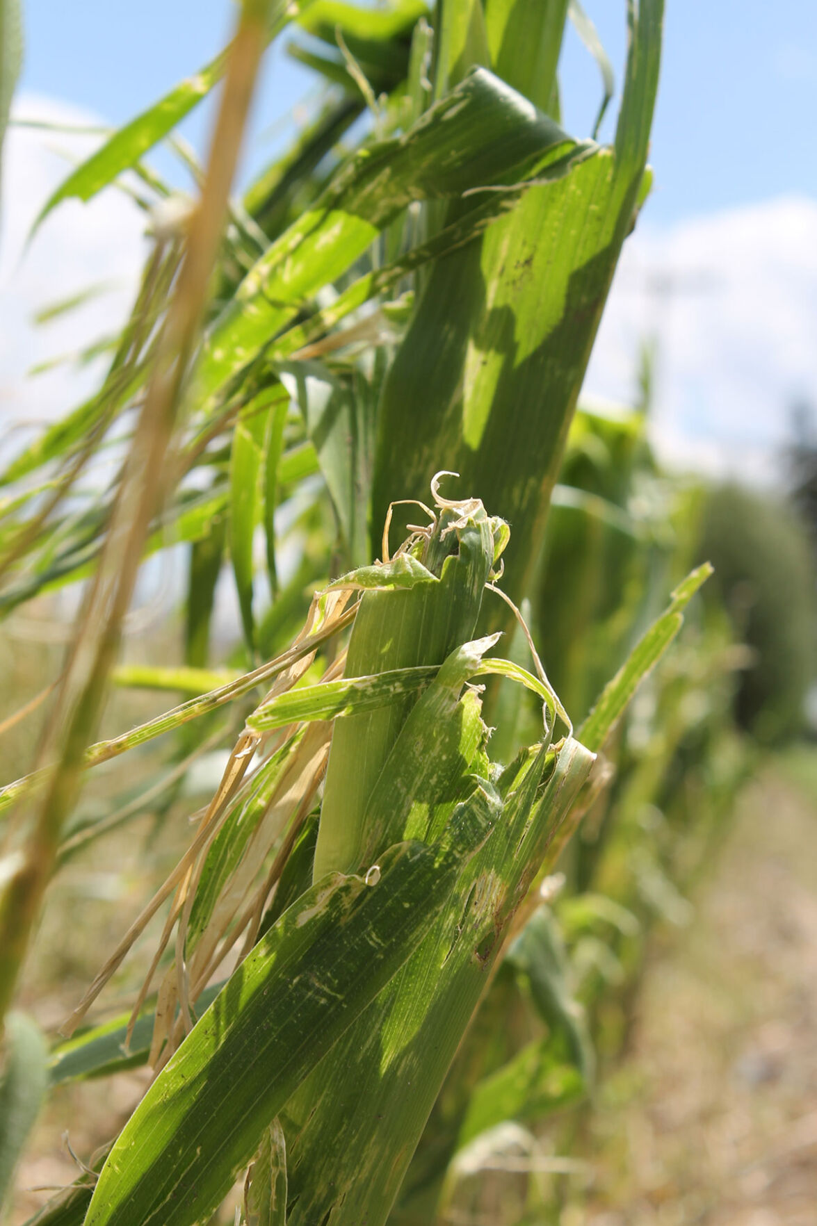 Crop damage